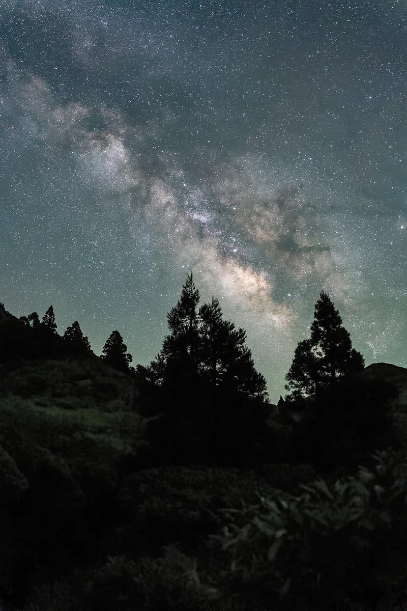 Milky Way in the Forest